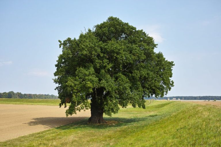 Altura de un Árbol: Cómo se Mide y Qué Influye en Ella