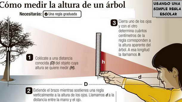 Cómo medir la altura de un árbol con métodos prácticos