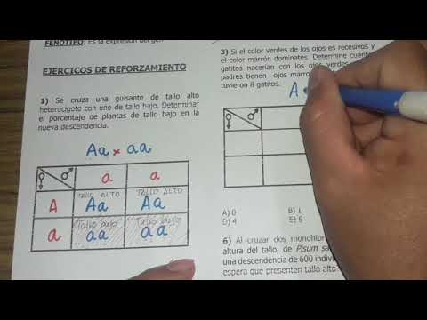 Cómo resolver un problema de genética con un cuadrado de Punnett
