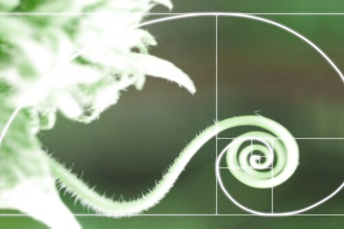 Cómo se manifiesta la belleza de la espiral logarítmica en naturaleza y arte