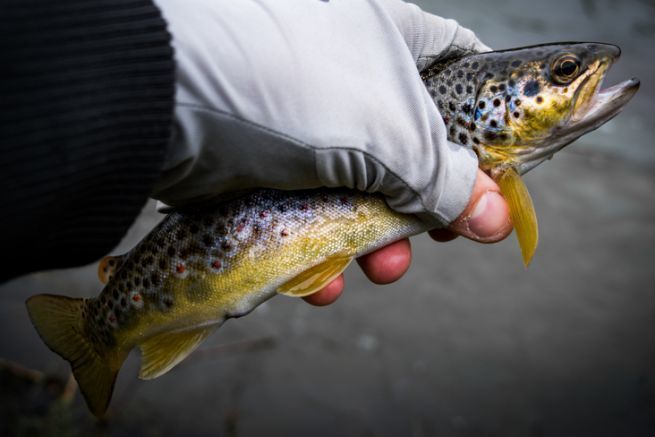 Cómo se realiza un análisis visual de la pesca de truchas