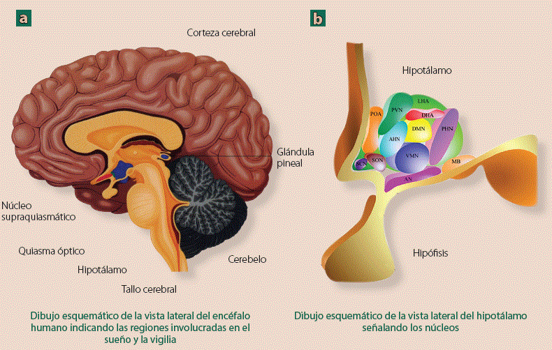 Cuáles son las causas y efectos del desfase en la vida diaria