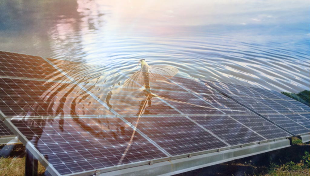 De qué manera la polarización de la luz impacta y se aplica