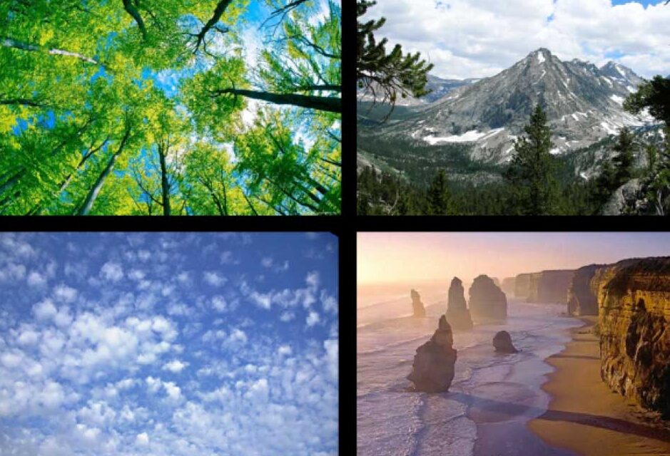 El árbol fractal representa la belleza natural en geometría