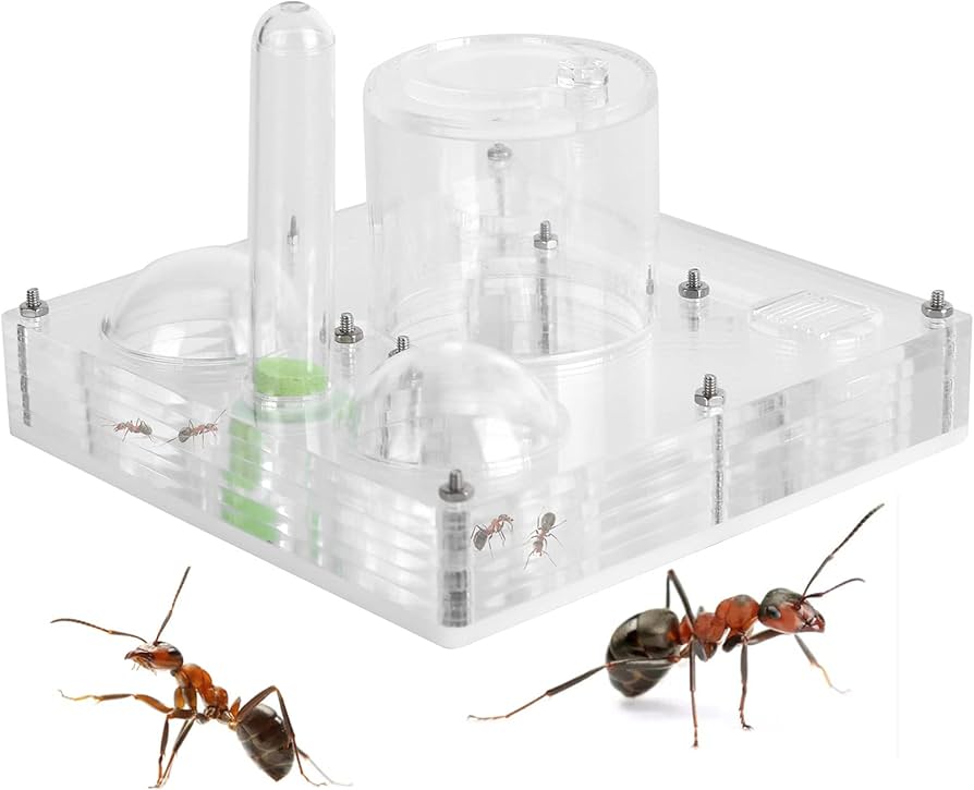 Es viable criar hormigas en casa con Ant Cubes como hábitat