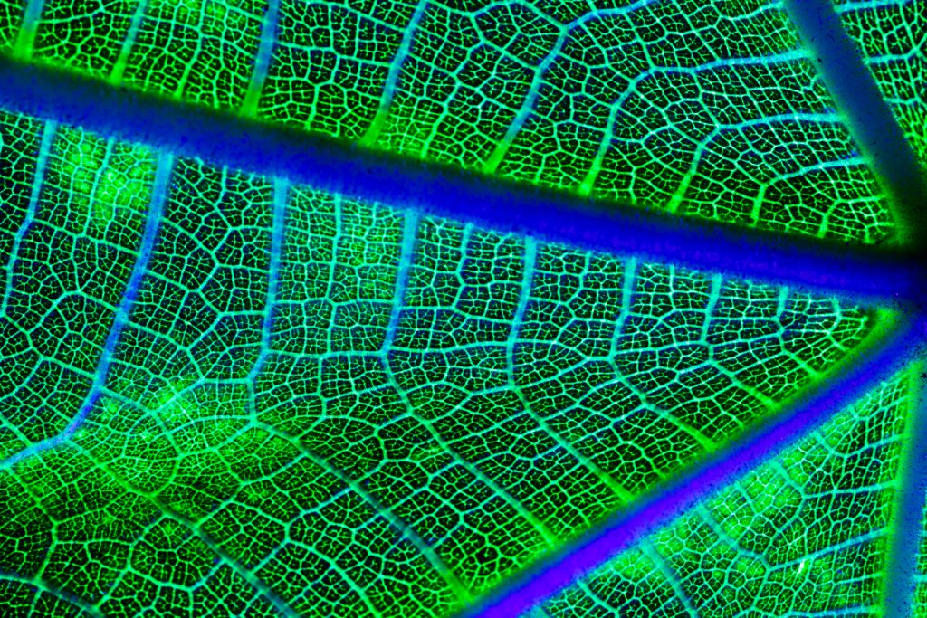 Espectro Luminoso: Descubre sus Colores y Aplicaciones