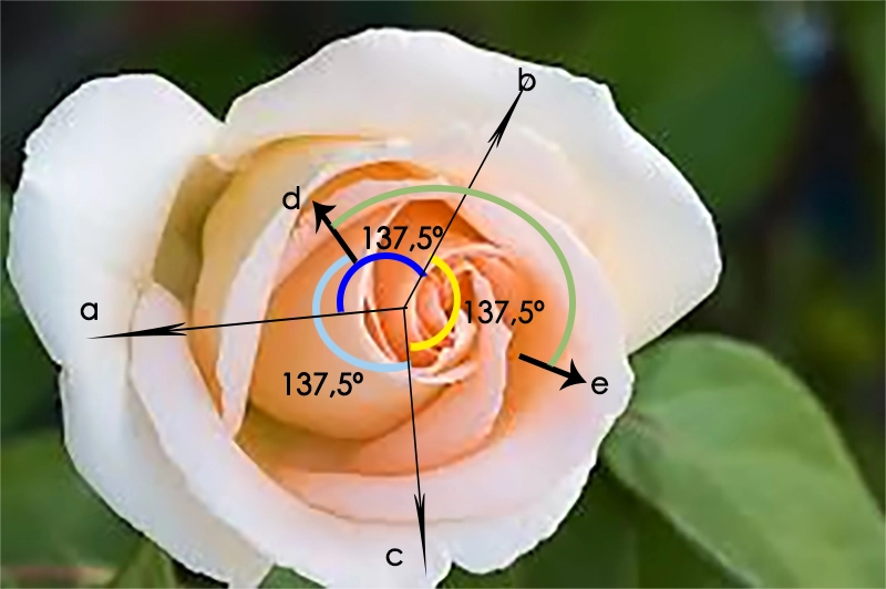 Espiral dorada: Descubre el secreto de la belleza natural