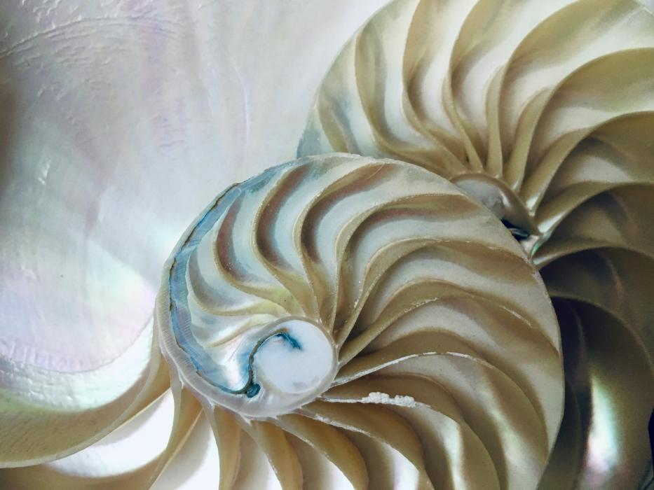 La serie de Fibonacci revela magia en matemáticas y naturaleza