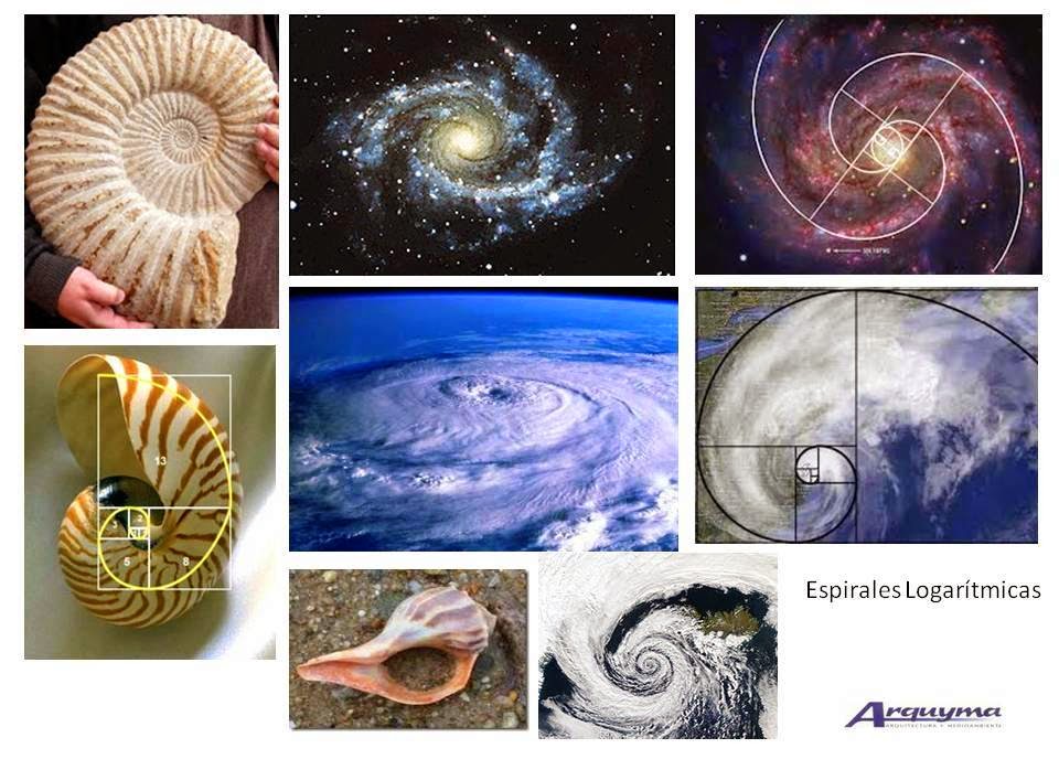Logarithmic Spiral o Fibonacci Spiral: cuál refleja mejor la naturaleza