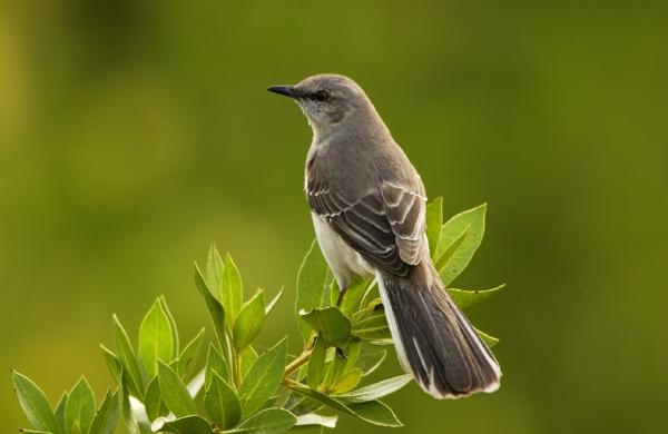 Pájaro que canta: Descubre los cantos de las aves más bellos