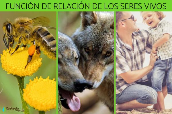 Qué diferencias clave existen entre función y relación