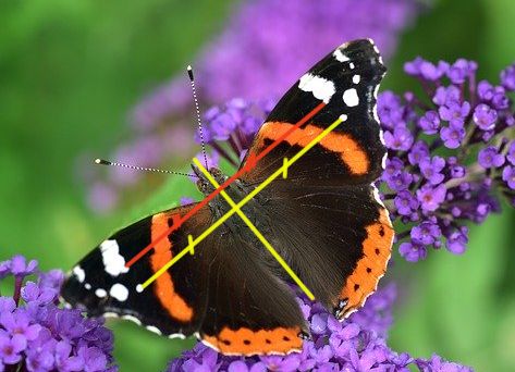 Qué es la reflexión axial y los puntos de imagen en mariposas