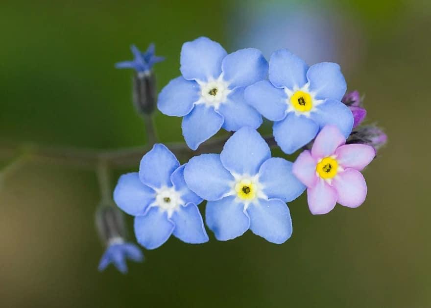 Qué significa Flor no me olvides y cómo cuidar esta planta