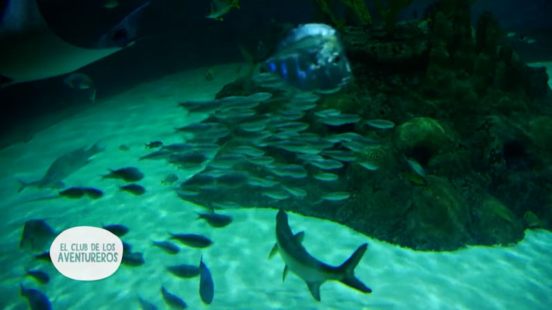Quieres conocer los recursos esenciales de Match Fishtank