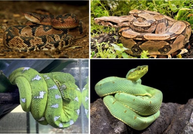 Quieres descubrir especies vibrantes y interesantes de serpientes