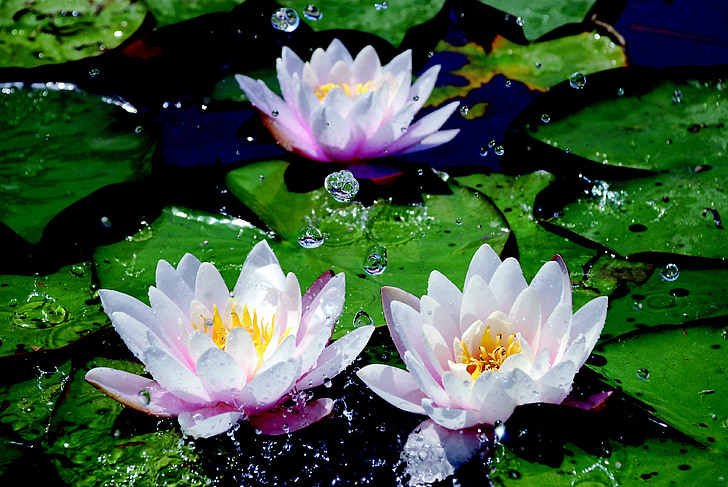 Triangular Pond: Descubre su belleza y curiosidades únicas